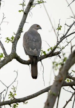 Vibrant shikra positioned confidently on perch framed by soft grey sky tones