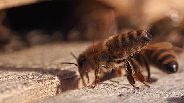 Honey bee fanning wings with exposed Nasonov gland at hive entrance