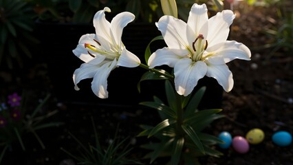 Fototapeta premium Serene White Lilies in Springtime Garden with Colorful Eggs
