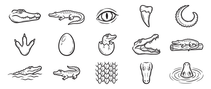 Various black and white hand-drawn alligator and crocodile elements are depicted in a cartoon sketch style