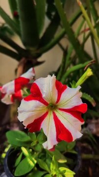 Close-up of Red and White Striped Petunia Flower Blooming in Garden