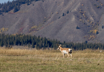 Pronghorn Antelope Buck in Wyoming in Autumn © natureguy