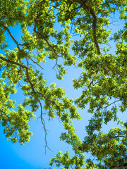 Fototapeta premium Upward perspective of lush green tree foliage and thick branches against a bright blue sky in a tropical forest environment.