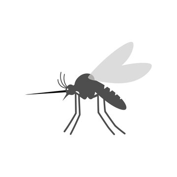 Mosquito Insect Closeup View.