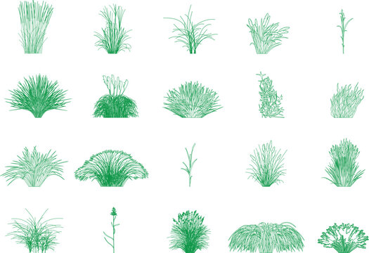 various ornamental grasses and plants for landscape design, architectural elevation, shrub, front view, editable stroke, vector