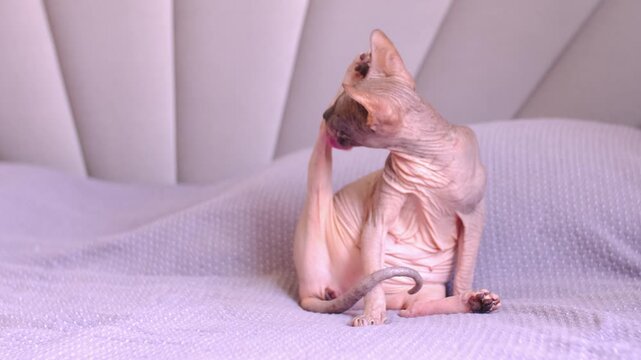 Egyptian sphinx cat licking himself while sitting on the bed. Close-up of a bald cat licking his body. Slow motion