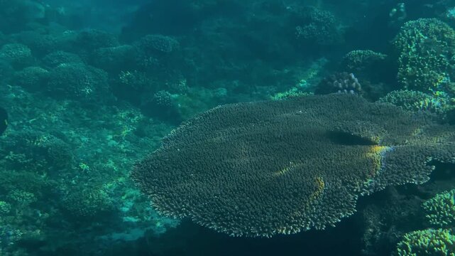 Large table coral spreading over reef, broad flat coral colony forming plateau over rocky seabed with scattered fish and clear turquoise shallow water, serene underwater landscape, Amed,Bali,Indonesia
