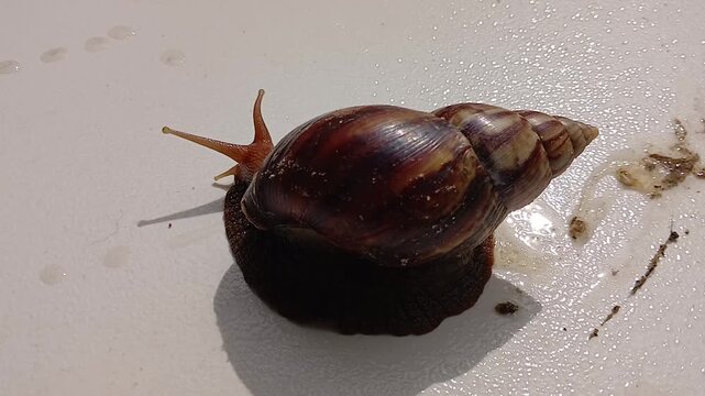 A giant African land snail, whose scientific name is Lissachatina fulica, on a white surface in S&atilde;o Lu&iacute;s, MA, Brazil.