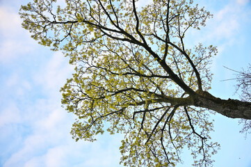Fototapeta premium Looking up at a large tree with new spring leaves against a bright blue sky