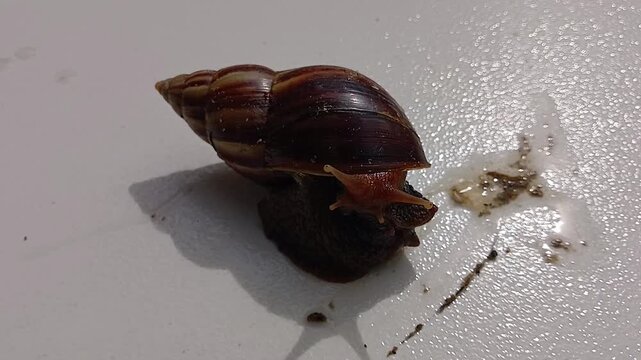 A giant African land snail, whose scientific name is Lissachatina fulica, on a white surface in S&atilde;o Lu&iacute;s, MA, Brazil.