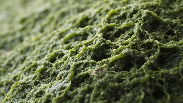 macro closeup green porous texture organic surface moss algae sponge pattern nature abstract detail rough structure micro biology environment natural background eco fresh vivid lush uneven cavity hole