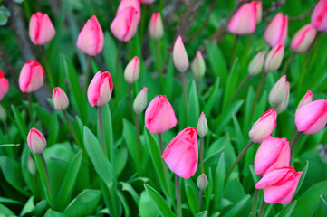 Obraz premium Vibrant pink tulips blooming in a lush green garden during springtime