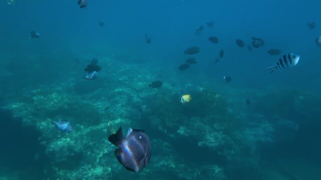 Mixed reef assemblage swimming over coral field, diverse species and sizes moving across shallow seabed with scattered coral heads and clear blue water, tranquil biodiversity scene,Bali,Indonesia