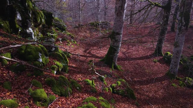 Aerial view from a drone of the autumn landscape in the Sierra de Entzia. &Aacute;lava. Basque Country. Spain. Europe
