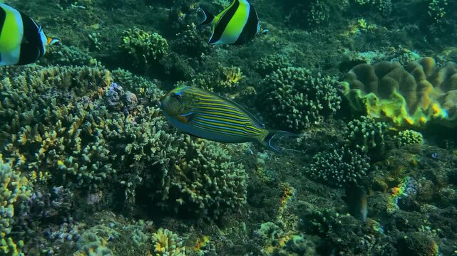 Striped tang patrolling coral garden, single tropical tang gliding above branching coral and algae patches with slow current and clear visibility, intimate reef study, Amed,Bali,Indonesia