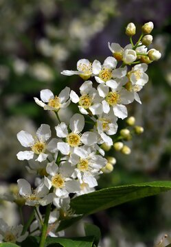 Traubenkirsche, Bl&uuml;tenstand