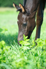Naklejka premium vibrant portrait of beautiful black foal of sportive breed grazing in field at sunny summer day