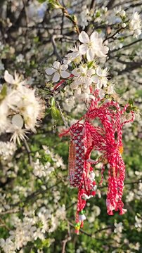 spring white blossoms with traditional martenitsa decoration hanging on branch, symbol of baba marta holiday, red and white threads, soft focus, natural light