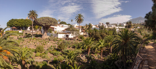 Dragon tree and mount teide overlooking icod de los vinos © Paul