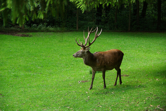 A majestic red deer stag (Cervus elaphus) with impressive antlers stands on vibrant grass.