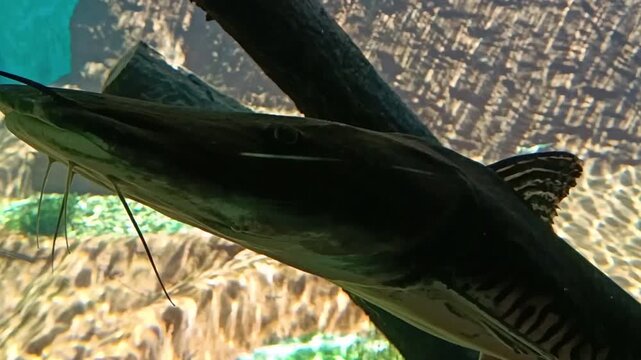 Close-up of a shovelnose catfish underwater in aquarium: Design for aquarium species catalogues, freshwater biology videos, or fishing videos.