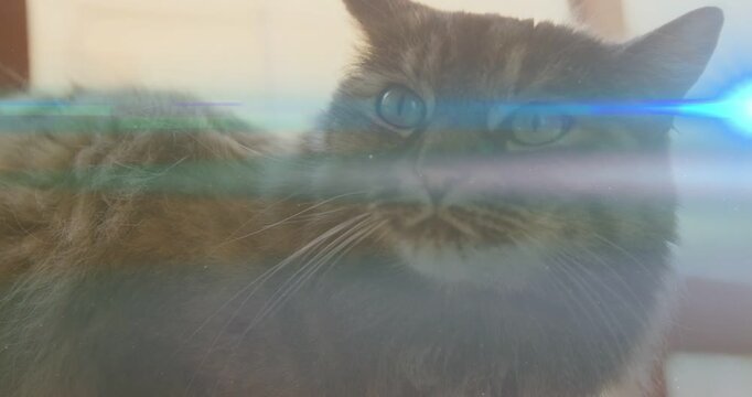 Longhair gray tabby cat turning head to camera, reacting to drifting blue-green streak for pet-care