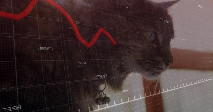 Data feed starting, overlay drawing red line chart across tabby cat profile, visualizing analytics