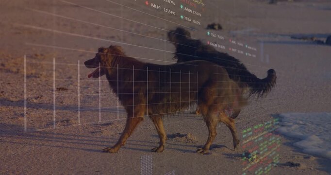 Brown dog stepping onto damp sand, pair walking to shore while analytics overlay fading in