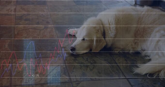 Fluffy dog lying on tile floor while transparent charts sliding in from left, annotating pet health