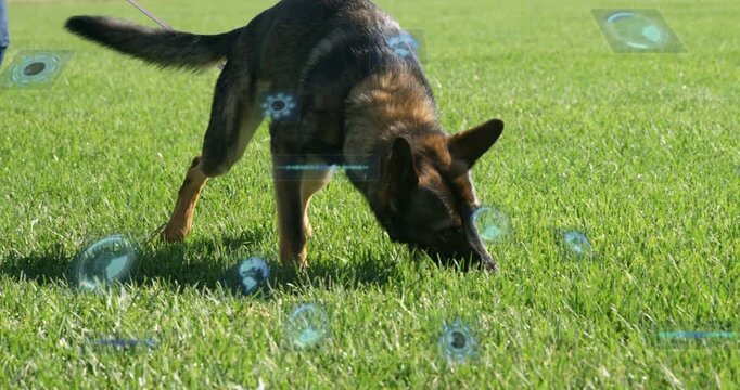 Handler stepping, German Shepherd following scent on grass, refining search for K9, passive HUD
