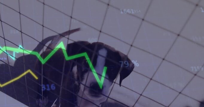 Puppy tag behind mesh pen, tilting and licking as chart overlay numbers crossing mesh for shelter
