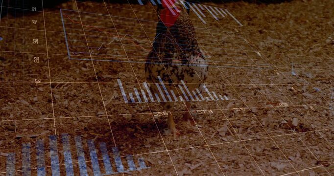 Rooster stepping forward on shavings in coop, overlay projecting farm analytics aligning with body