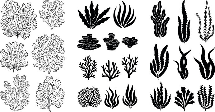 Hand-drawn Coral and Seaweed Vector Illustrations, Ocean Life, Marine Plants Collection