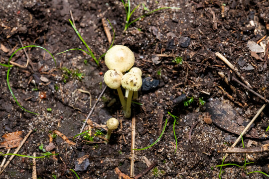 Dung roundhead fungi (Protostropharia semiglobata)