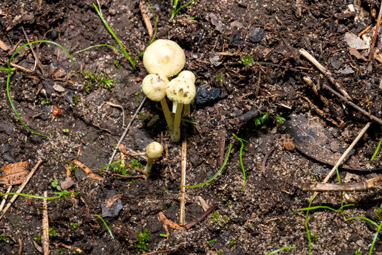 Dung roundhead fungi (Protostropharia semiglobata)