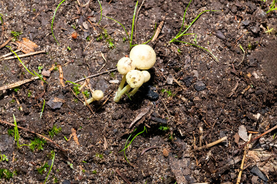 Dung roundhead fungi (Protostropharia semiglobata)