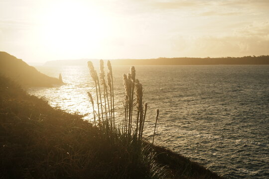 V&eacute;g&eacute;tation sauvage &agrave; contre-jour pr&egrave;s du phare du Petit Minou au lev&eacute; de soleil &agrave; Plouzan&eacute;, dans la rade de Brest, dans le Finist&egrave;re en Bretagne, France