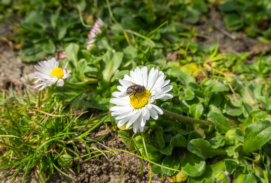 Macro shot of a common housefly resting on a white daisy flower. Small wild daisies blooming in green grass on a sunny day. Detailed insect photography in a natural spring garden