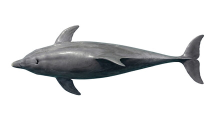 Obraz premium A realistic illustration of a gray dolphin swimming in the ocean, showcasing its sleek body and powerful fluke, a majestic marine mammal in its natural habitat