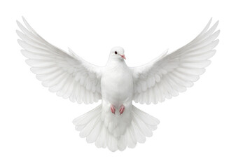 Fototapeta premium PNG Graceful white dove in flight.