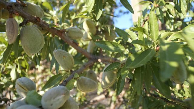 Almonds are hanging on the branch of an almond tree. Nuts grow on the branches.