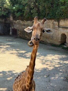 Giraffe