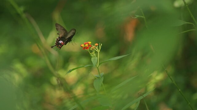 Common rose butterfly getting nectar from milkweed flowers.