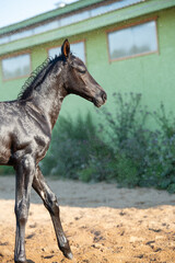 Obraz premium black foal of sportive breed washing by shower near stable at summer hot day. close up