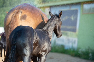 Obraz premium black foal of sportive breed washing by shower near stable at summer hot day