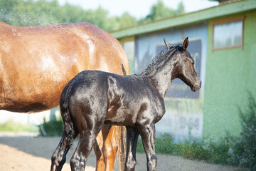 Naklejka premium black foal of sportive breed washing by shower near stable at summer hot day