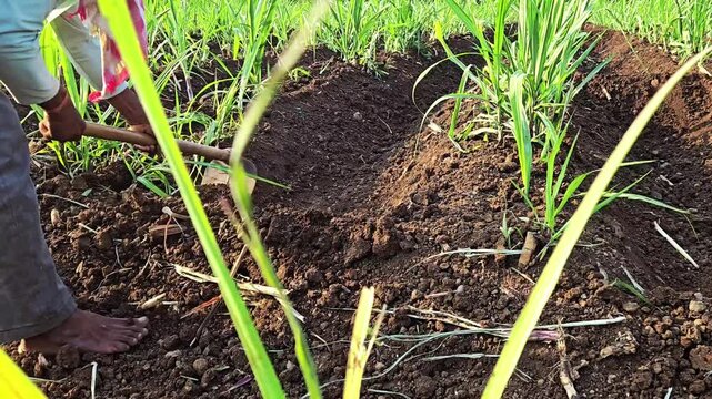 Close-up of a farmer using a digging hoe to create irrigation channels in a sugarcane field. The manual labor highlights traditional agricultural techniques for water management in rural areas.