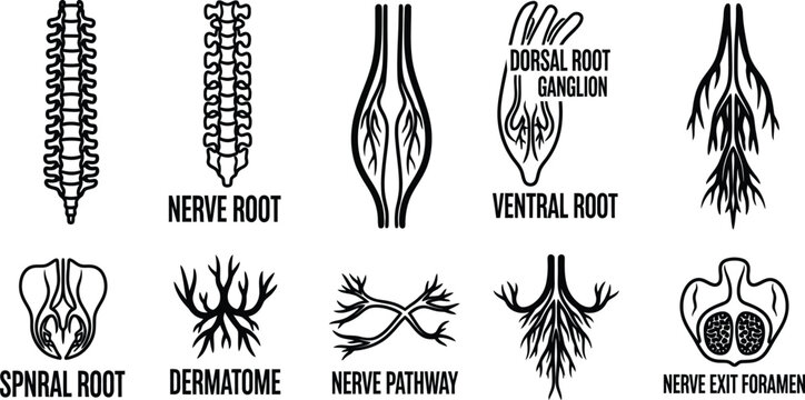 Black and white illustration of various nerve system parts and their functions  nerve root  ventral root  dorsal root ganglion