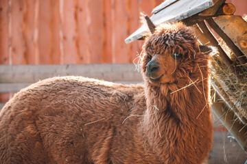 Funny cute alpaca with hay stuck on its wool after eating  © Макс Босацький