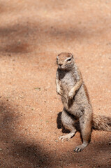 Fototapeta premium Close-up of a cape ground squirrel, also known as a South African Squirrel -Geosciurus inauris. Image taken near Solitaire, Namibia.